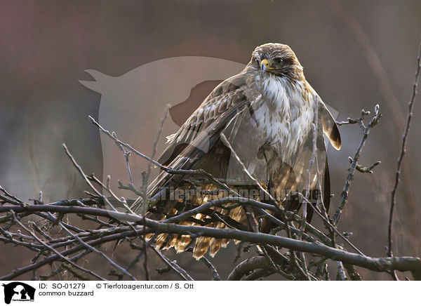 common buzzard / SO-01279