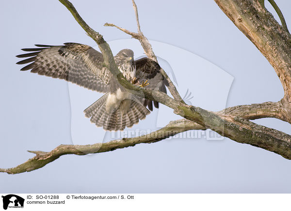 Musebussard / common buzzard / SO-01288
