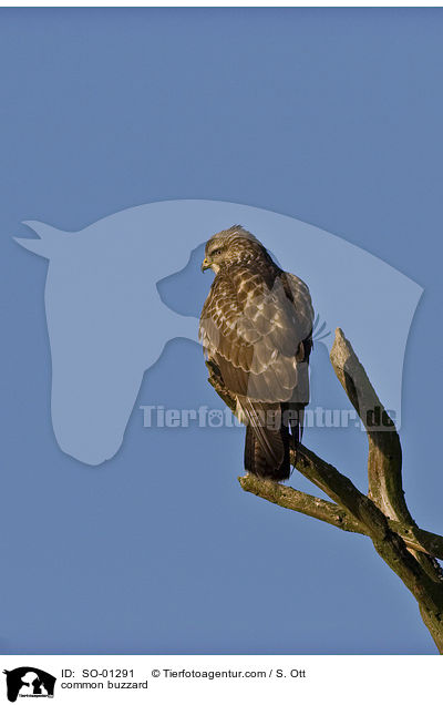 Musebussard / common buzzard / SO-01291
