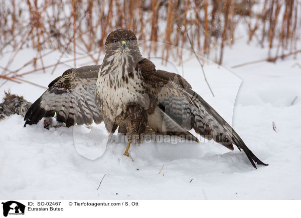 Musebussard / Eurasian Buteo / SO-02467