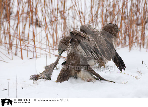 Musebussarde / Eurasian Buteo / SO-02471