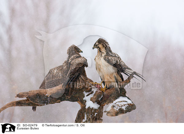Musebussarde / Eurasian Buteo / SO-02479