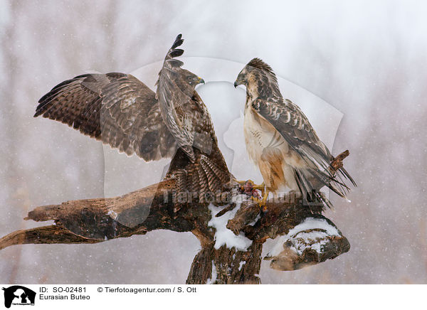 Musebussarde / Eurasian Buteo / SO-02481