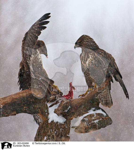 Musebussarde / Eurasian Buteo / SO-02488