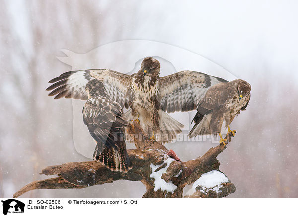 Musebussarde / Eurasian Buteo / SO-02506