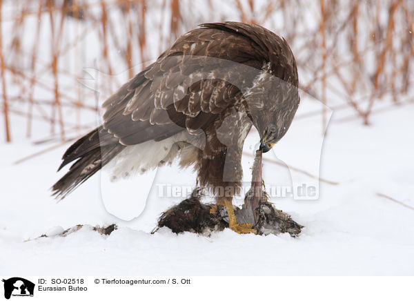 Musebussard / Eurasian Buteo / SO-02518