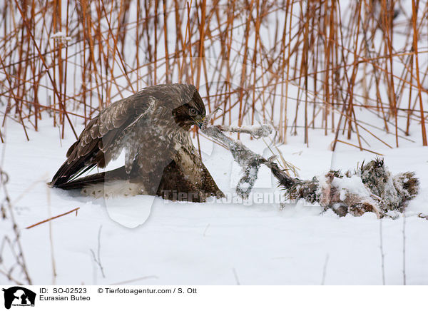 Musebussard / Eurasian Buteo / SO-02523