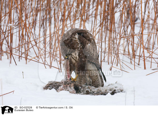Musebussard / Eurasian Buteo / SO-02528