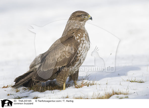 common buzzard / THA-05165