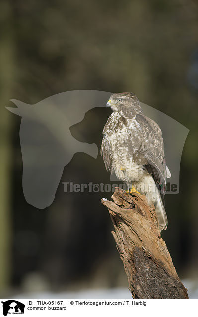common buzzard / THA-05167