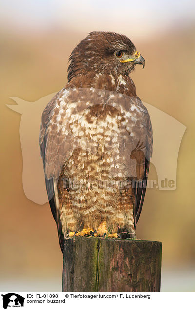 Musebussard / common buzzard / FL-01898