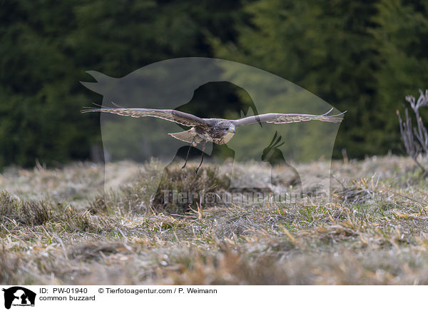 Musebussard / common buzzard / PW-01940