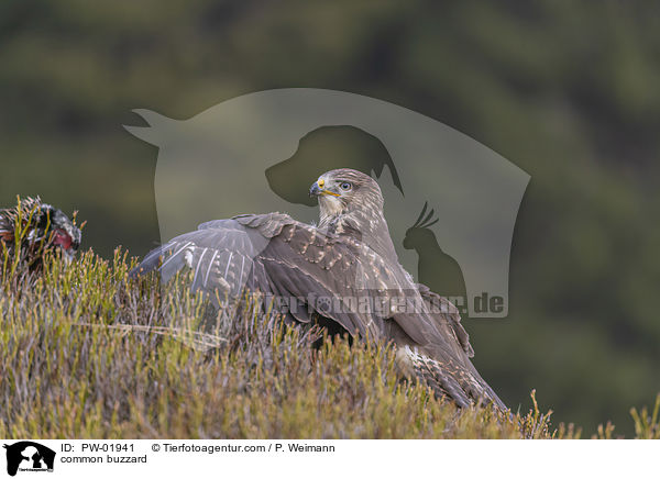 Musebussard / common buzzard / PW-01941