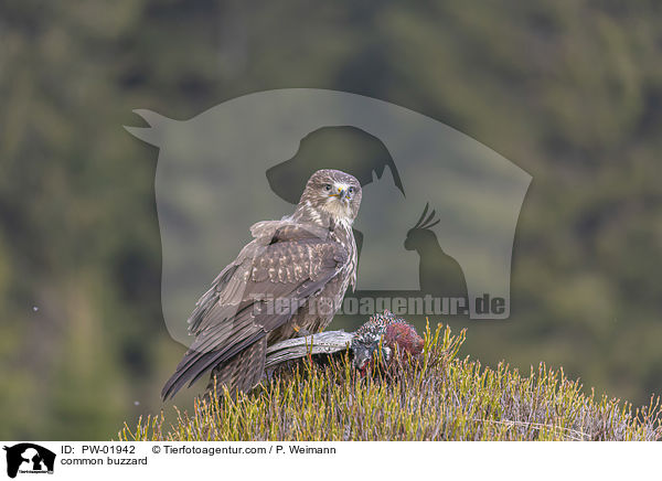 Musebussard / common buzzard / PW-01942
