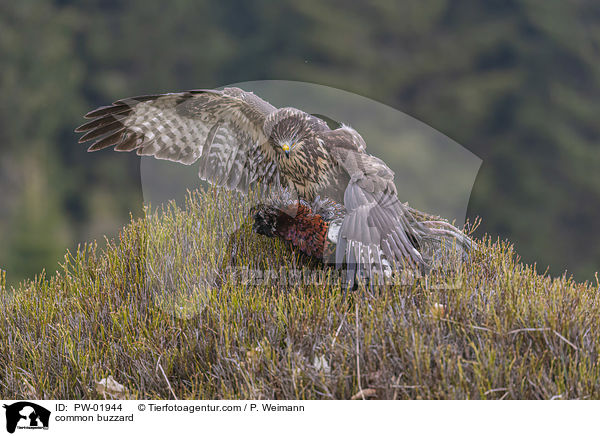 Musebussard / common buzzard / PW-01944