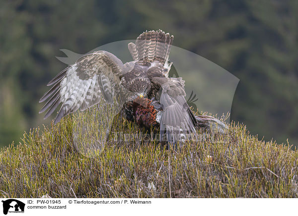 Musebussard / common buzzard / PW-01945