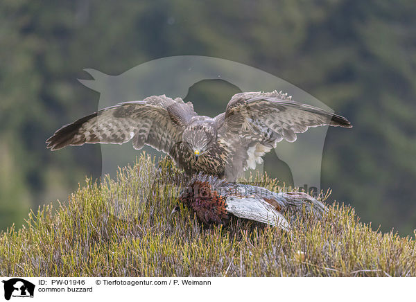 Musebussard / common buzzard / PW-01946