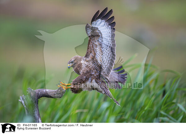 fliegender Musebussard / flying Eurasian Buzzard / FH-01165