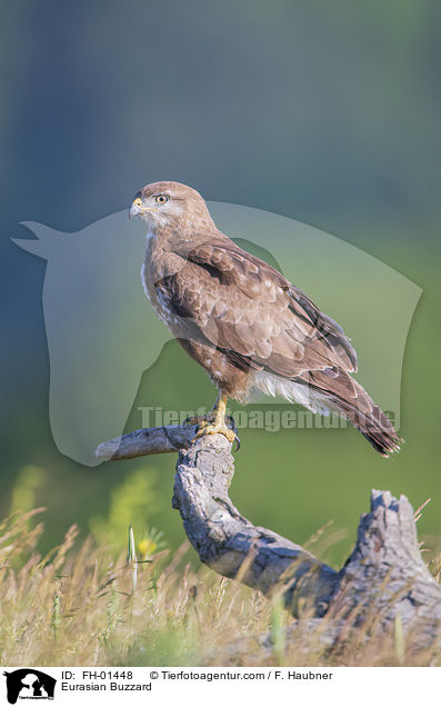Musebussard / Eurasian Buzzard / FH-01448