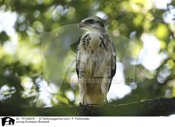 junger Musebussard / young Eurasian Buzzard / FF-09979
