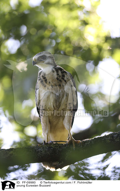 junger Musebussard / young Eurasian Buzzard / FF-09980