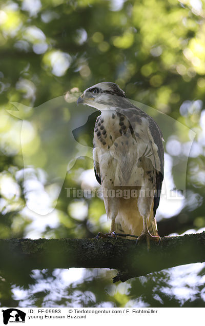 junger Musebussard / young Eurasian Buzzard / FF-09983