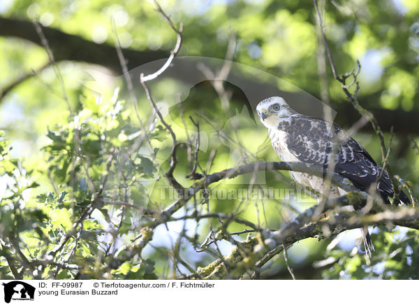 junger Musebussard / young Eurasian Buzzard / FF-09987