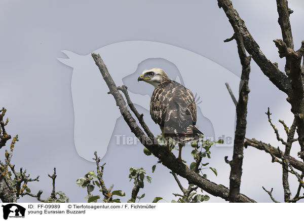 junger Musebussard / young Eurasian Buzzard / FF-09989