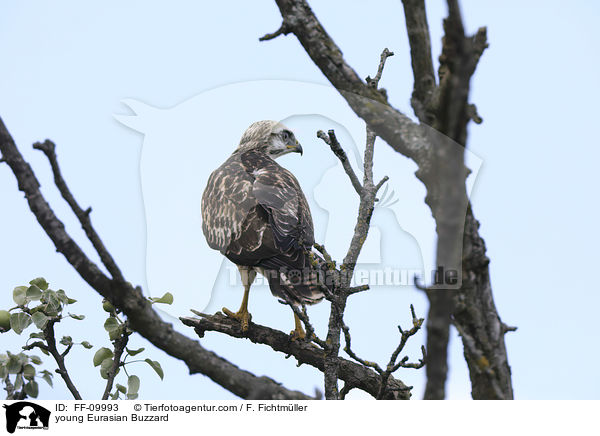 junger Musebussard / young Eurasian Buzzard / FF-09993