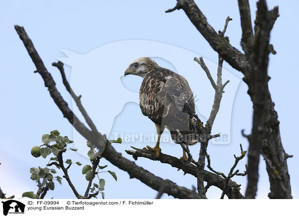 junger Musebussard / young Eurasian Buzzard / FF-09994