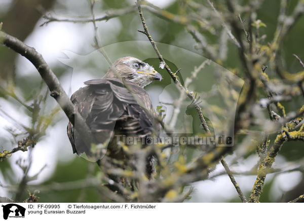 junger Musebussard / young Eurasian Buzzard / FF-09995