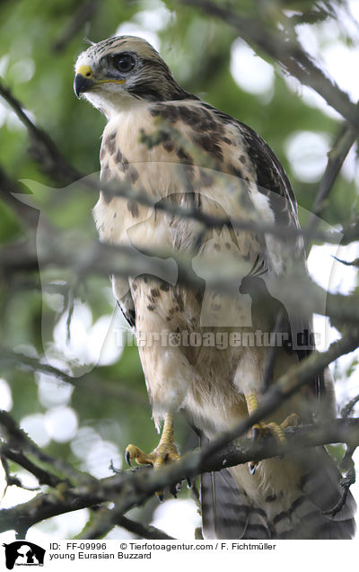 junger Musebussard / young Eurasian Buzzard / FF-09996