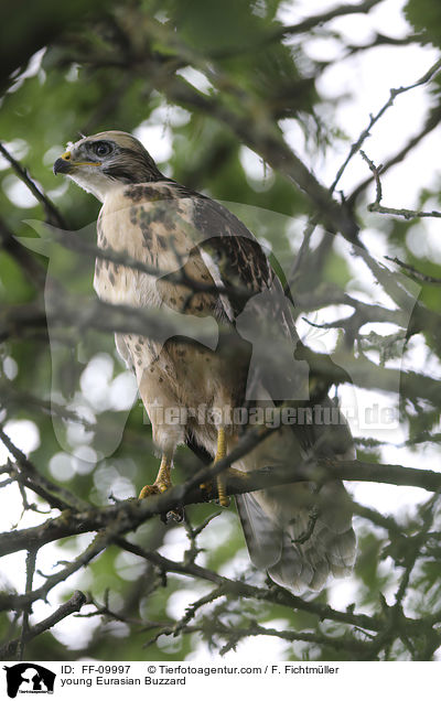 junger Musebussard / young Eurasian Buzzard / FF-09997