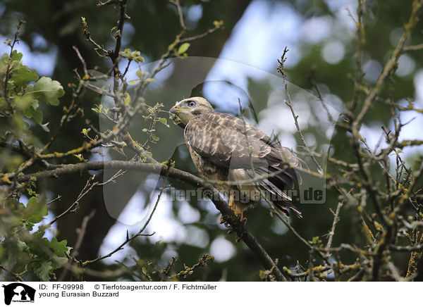 junger Musebussard / young Eurasian Buzzard / FF-09998