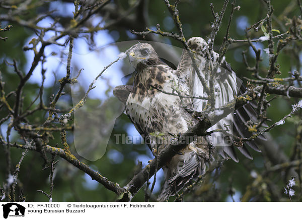 junger Musebussard / young Eurasian Buzzard / FF-10000