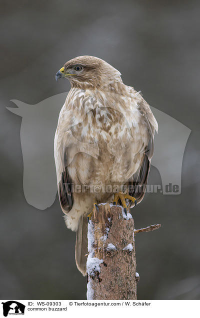 Musebussard / common buzzard / WS-09303