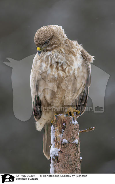 Musebussard / common buzzard / WS-09304