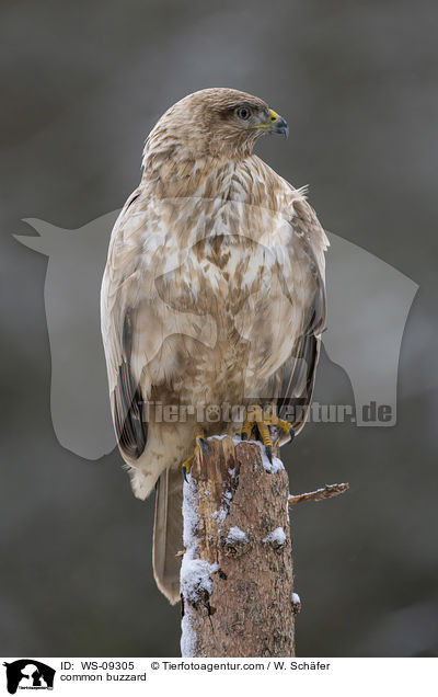 Musebussard / common buzzard / WS-09305
