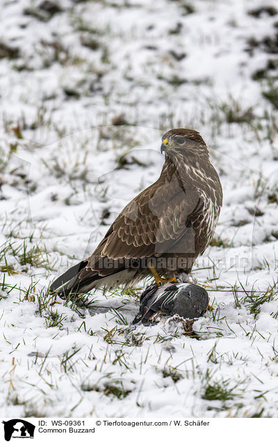 Musebussard / Common Buzzard / WS-09361