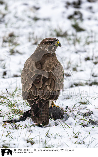 Musebussard / Common Buzzard / WS-09368