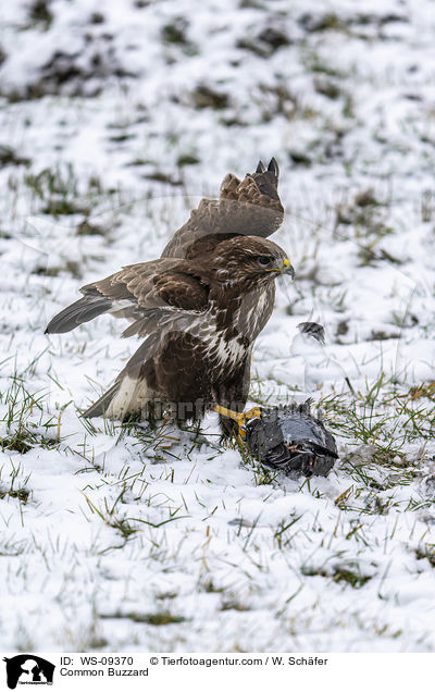 Musebussard / Common Buzzard / WS-09370