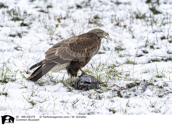 Musebussard / Common Buzzard / WS-09375