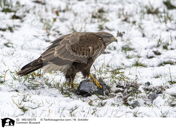Musebussard / Common Buzzard / WS-09378