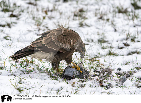 Musebussard / Common Buzzard / WS-09379