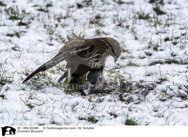 Musebussard / Common Buzzard / WS-09386