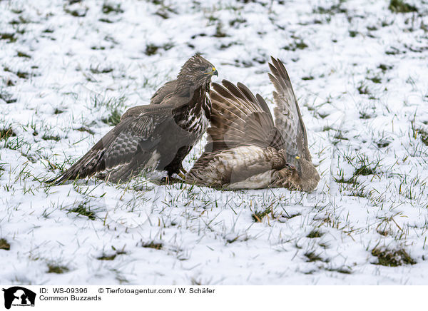Musebussarde / Common Buzzards / WS-09396