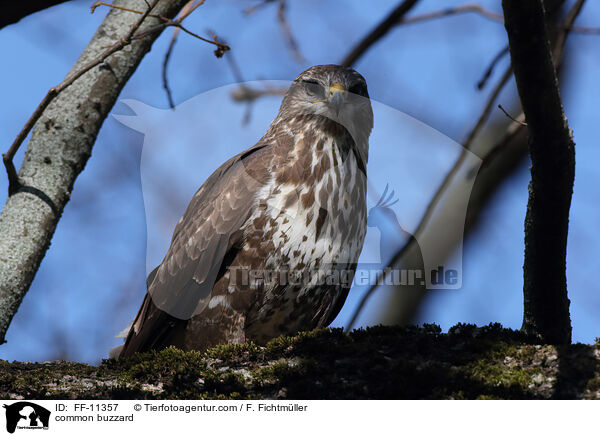 Musebussard / common buzzard / FF-11357