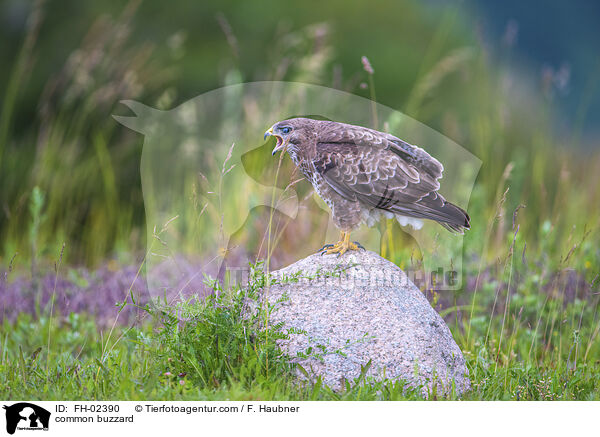 common buzzard / FH-02390