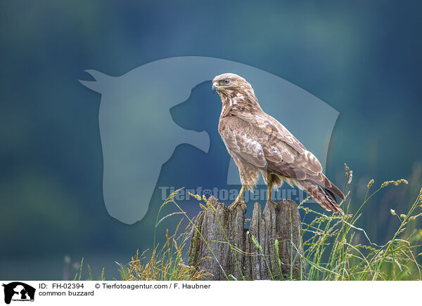 Musebussard / common buzzard / FH-02394