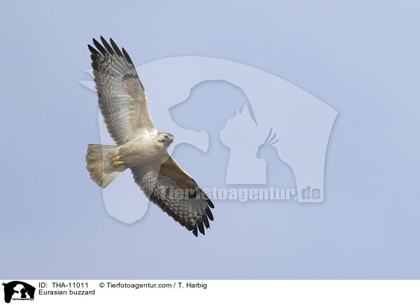Musebussard / Eurasian buzzard / THA-11011